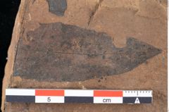 Foto (Detailansicht) von Sphaeria palaeosapindi Ettingshausen (NHMW-GEO-2024-0188-0043)